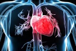 شادی و تغذیه سالم، کلید تقویت قلب از نگاه طب ایرانی