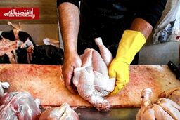 قیمت مرغ تازه در میادین شهرداری تهران