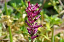 شاتره برای چی خوب است ؟