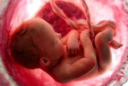 یک واسط رحم اجاره‌ای در گفت‌وگو با سایت جنایی: اجاره رحم تا حدود 250 میلیون تومان است/ مادران اجاره‌ای می‌گویند خیلی سخت‌مان است وقتی به دنیا می‌آوریمش او را بدهیم برود/ هر خانم بابت هر ماه شیردهی حدود 5 تا 10 میلیون دریافت می‌کند