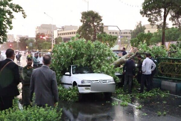 آیا در صورت سقوط درخت می‌توان از شهرداری خسارت گرفت؟