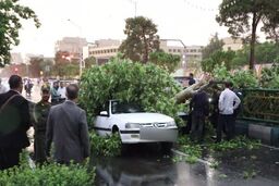 آیا در صورت سقوط درخت می‌توان از شهرداری خسارت گرفت؟