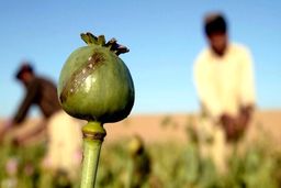 ۳ کیلو تریاک در کیسه برنج کشف شد/ توزیع کننده مواد یک زن بود