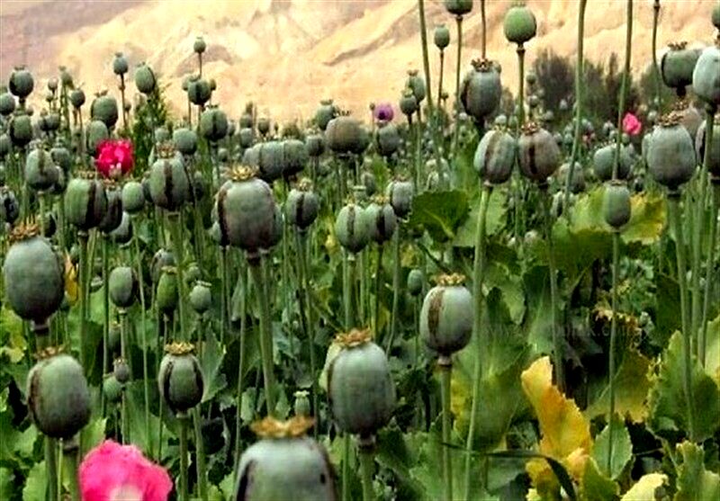 پیامک قوه قضاییه درباره کشت خشخاش