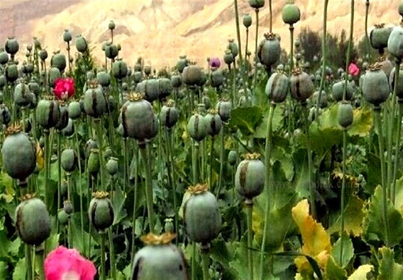 پیامک قوه قضاییه درباره کشت خشخاش