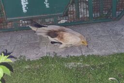 کشف گونه بسیار نادر یک پرنده خبرساز شد
