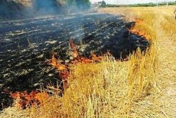 مهار آتش‌سوزی در مراتع و جنگل چیتاب بویراحمد