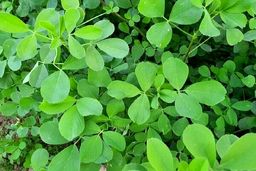 کاهش کلسترول با مصرف این عرق گیاهی