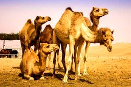 شیر شتر مفید است؟