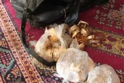 آرش ژاپنی: همدستان سابقم رو دست زدند و مرا لو دادند