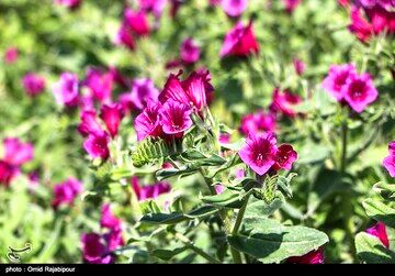 مصرف این گل سبب کاهش استرس و اضطراب می‌شود