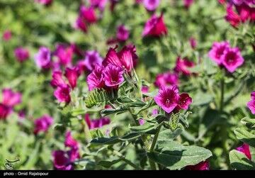 مصرف این گل سبب کاهش استرس و اضطراب می‌شود