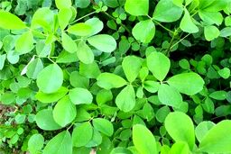 گیاهی که باورتان نمی‌شود ضد کلسترول و قند باشد
