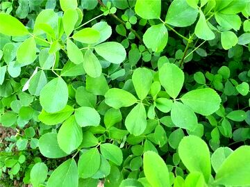 گیاهی که باورتان نمی‌شود ضد کلسترول و قند باشد