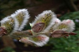 عرق بیدمشک برای چی خوب است