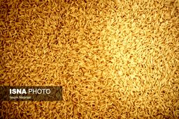 برنج را حذف نکنید؛ درست مصرف کنید

