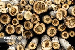 دستگیری ۷ قاچاقچی چوب در استان تهران